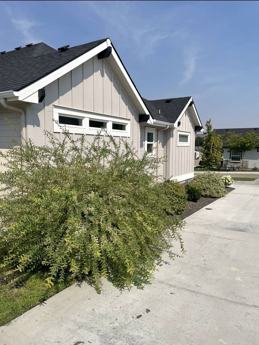 Overgrown bush along driveway before trimming