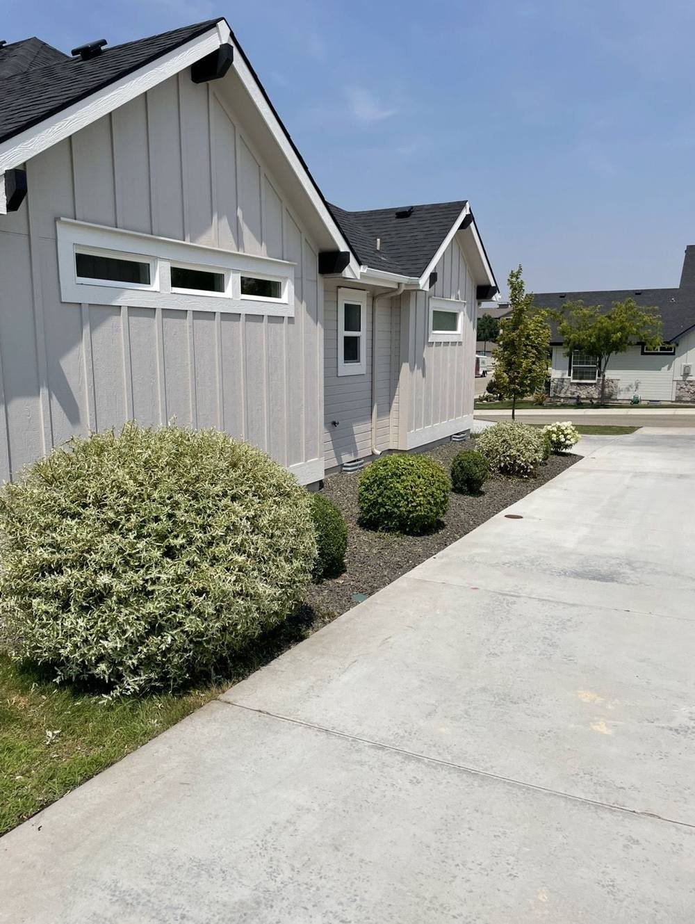 Neatly trimmed rounded bushes after service