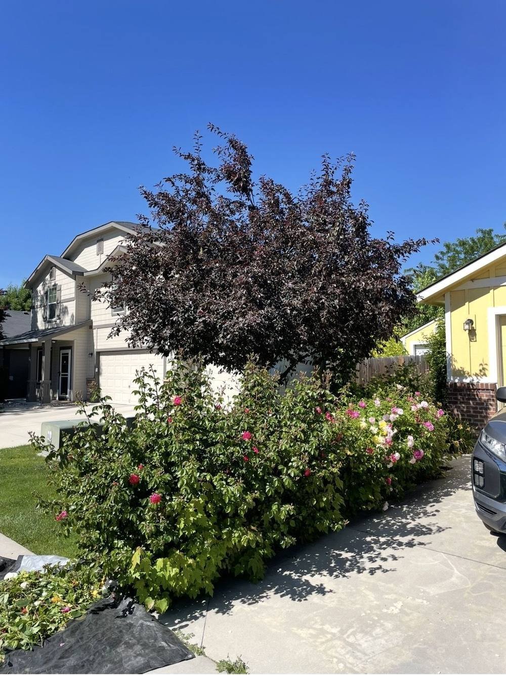 Overgrown rose bushes and hedge before trimming