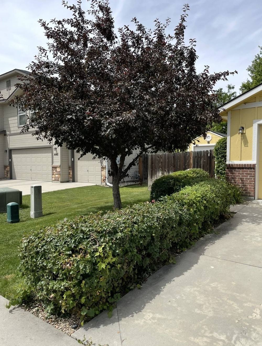 Clean trimmed hedge line after service